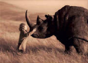rhino-stpaul.jpg